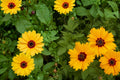 Golden Wave Coreopsis Seeds – Annual Wildflower with Bright Yellow Daisy-Like Blooms – Coreopsis basalis