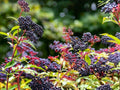 Dwarf Greek Basil Seeds, Compact Culinary Herb, Small Leaf, Ocimum basilicum, Container Gardening, 50 Seeds