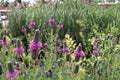 Purple Prairie Clover Seeds – Dalea purpurea Perennial Wildflower with Purple Flower Spikes for Prairie & Natural Landscapes