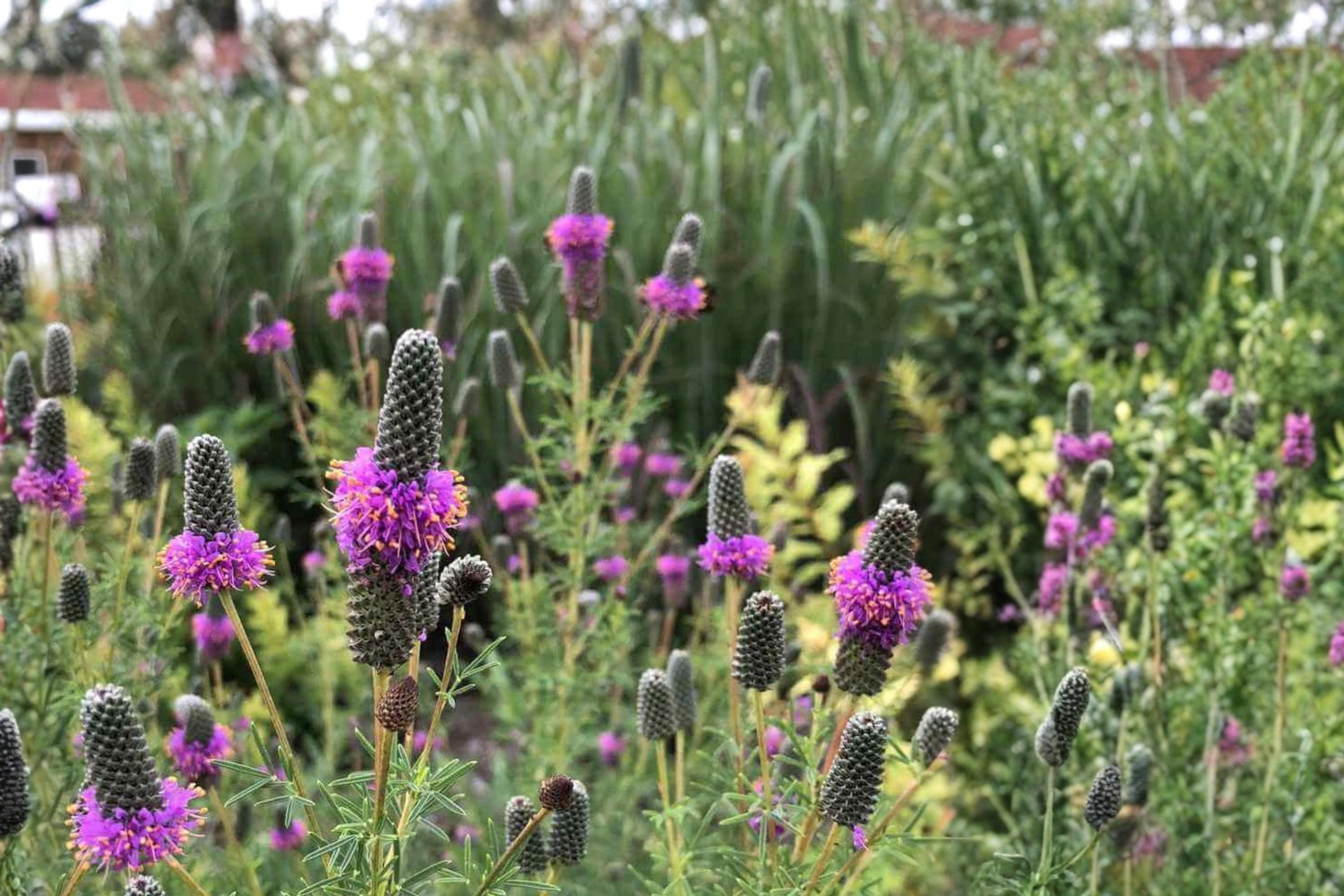 Purple Prairie Clover Seeds – Dalea purpurea Perennial Wildflower with Purple Flower Spikes for Prairie & Natural Landscapes
