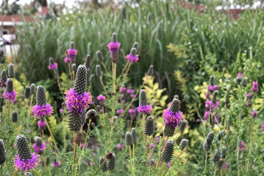 Purple Prairie Clover Seeds – Dalea purpurea Perennial Wildflower with Purple Flower Spikes for Prairie & Natural Landscapes