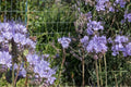 Lacy Phacelia Seeds – Phacelia tanacetifolia Wildflower for Pollinators, Meadow Planting, Lavender-Blue Flowers, Annual Seed Pack