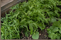 Mizuna Seeds – Brassica rapa Leafy Green for Salad, Asian Greens, Cool Season Vegetable, Fast-Growing Edible Leaf Plant