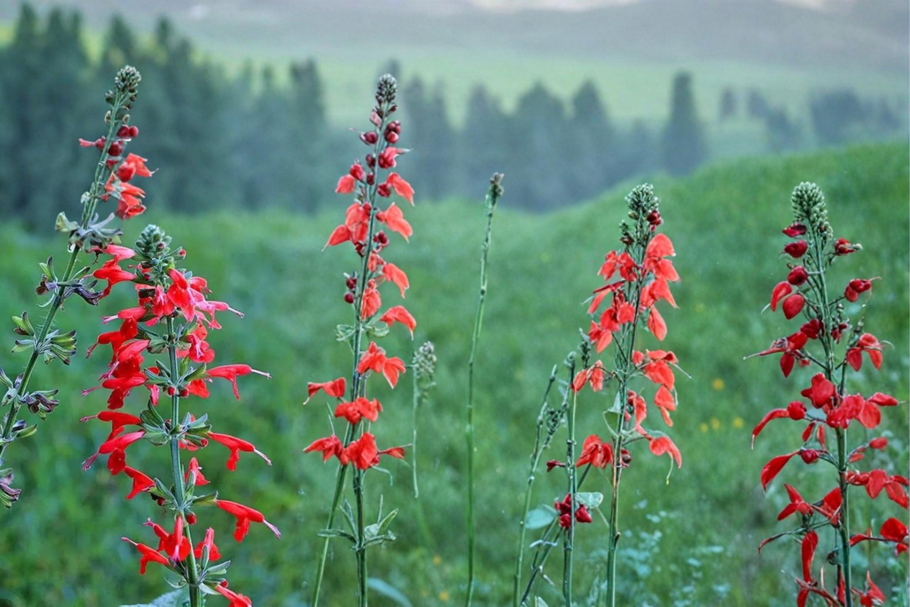 Scarlet Sage Seeds – Salvia coccinea, Bright Red Tubular Flowers, Pollinator & Garden Border Plant, Annual Flower Seed