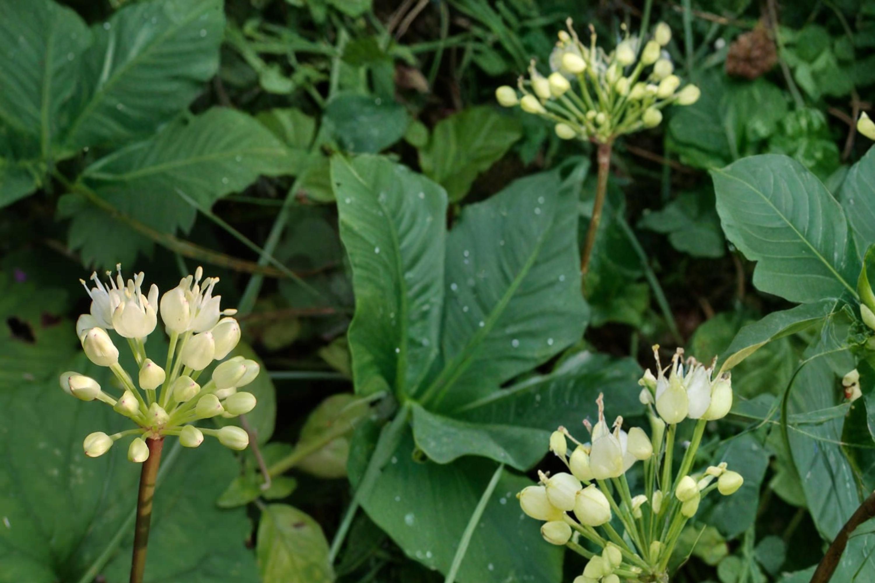 Wild Leek Seeds – Allium tricoccum, Perennial Woodland Herb, Edible, Shade Plant, Wild Onion, Spring Flower Seeds