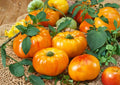 30+ Chef’s Choice Orange Tomato Seeds – Heirloom Slicer Variety, AAS 2013 Winner, Bright Orange, Sweet, Garden Planting