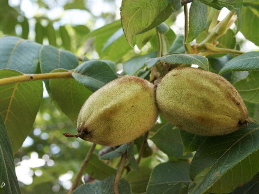 Bauhinia alba Seeds, White Orchid Tree, Butterfly Tree, Ornamental Plant, Bauhinia variegata var. candida