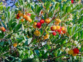 Large Red Cherry Pepper Seeds, Capsicum annuum, Round Cherry-Shaped Fruits, Moderate Heat, 25 Seeds