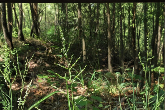 Beaked Panicgrass Seeds – Panicum anceps Native Perennial Grass for Shade & Moist Soils