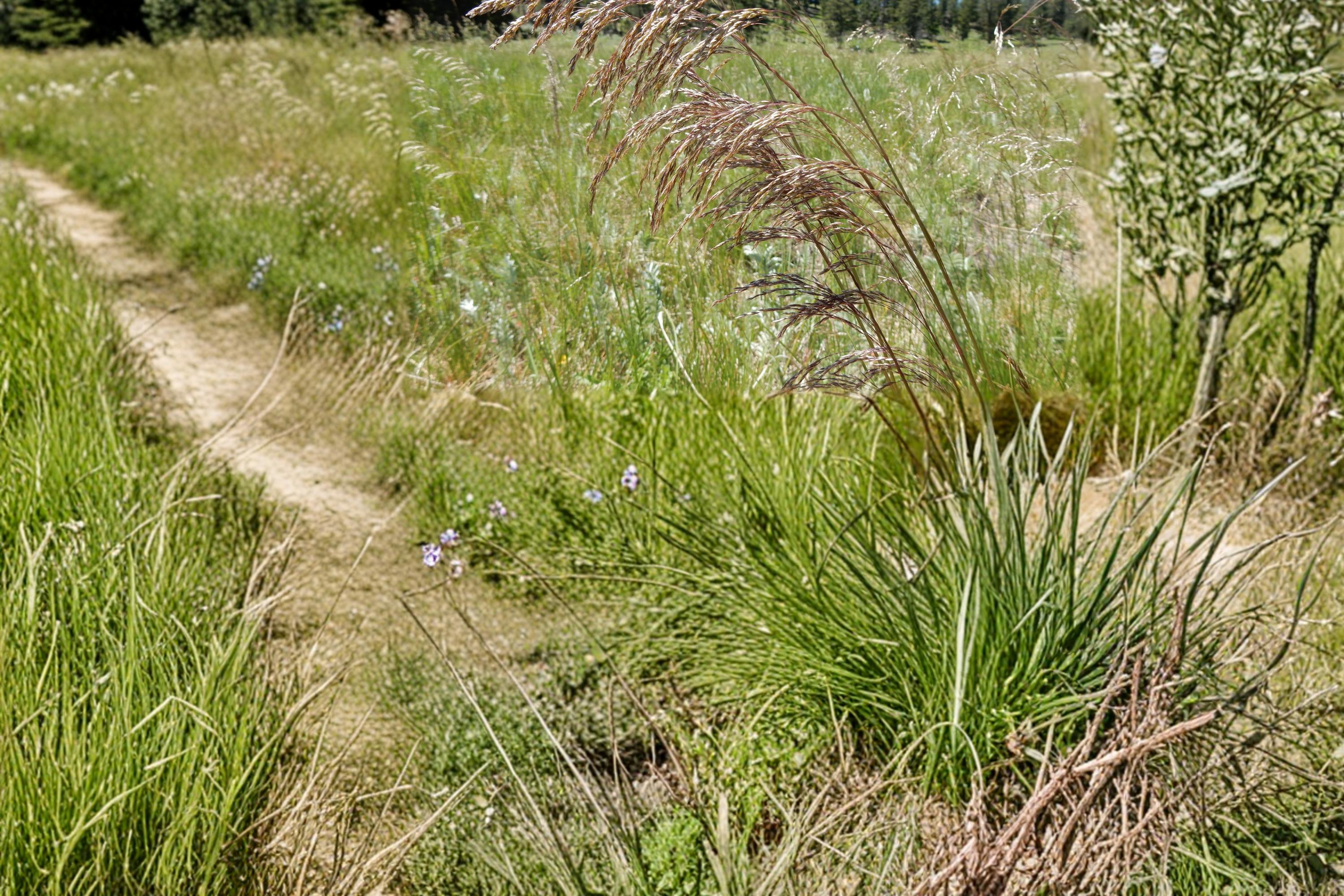 Tufted Hairgrass Seeds, Deschampsia cespitosa, Ornamental Perennial Grass for Meadows & Landscapes, 100 Seeds