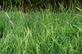 Perennial Ryegrass Seeds, Lolium perenne, Cool-Season Turf Grass, Dense Green Lawn, Fast-Germinating Ground Cover