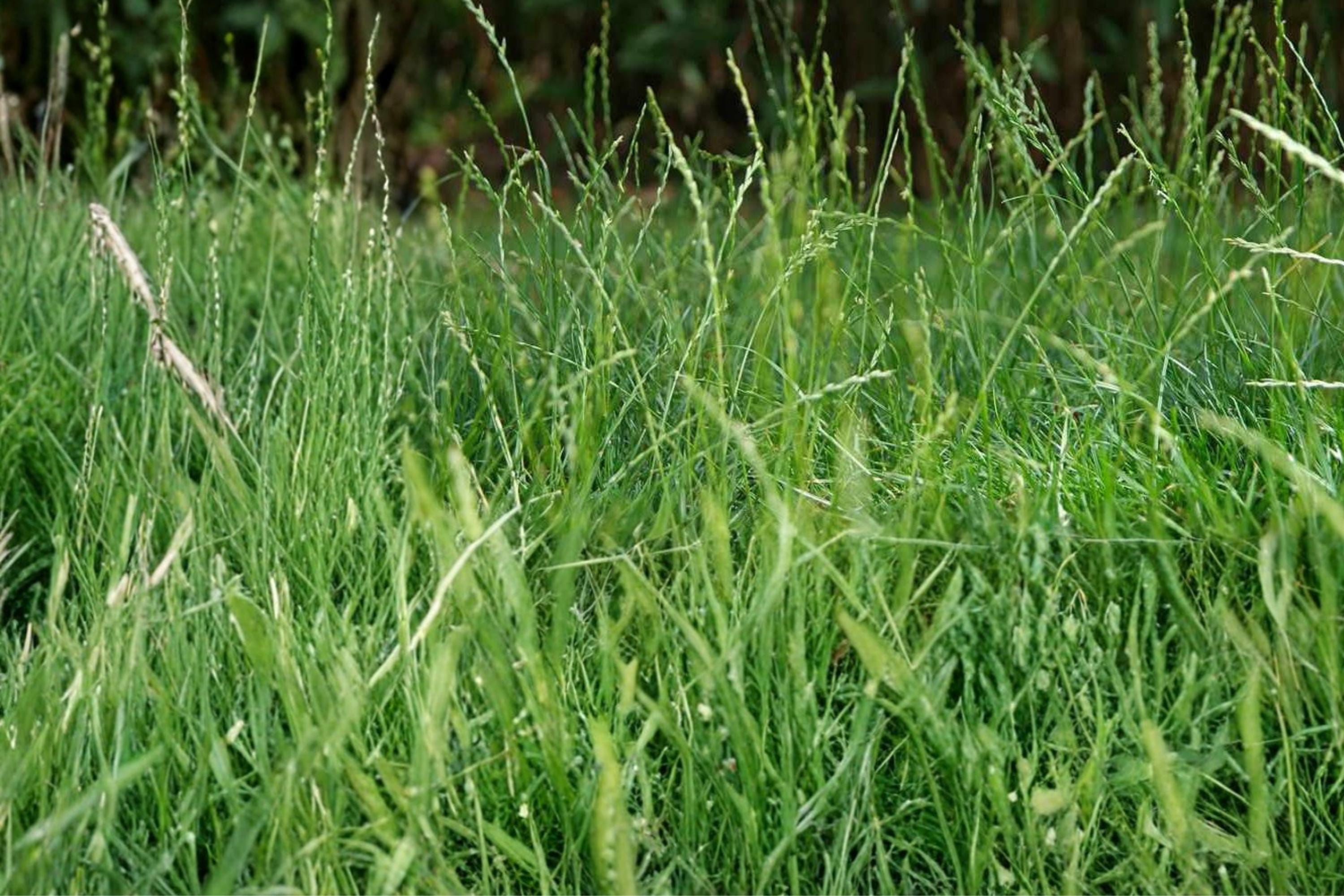 Perennial Ryegrass Seeds, Lolium perenne, Cool-Season Turf Grass, Dense Green Lawn, Fast-Germinating Ground Cover