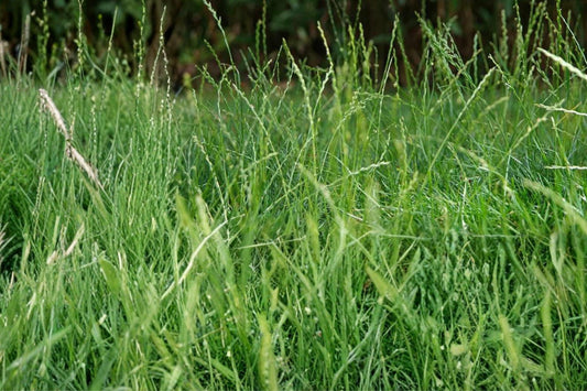 Perennial Ryegrass Seeds, Lolium perenne, Cool-Season Turf Grass, Dense Green Lawn, Fast-Germinating Ground Cover