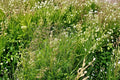 Kentucky Bluegrass Seeds 100 Pack – Poa pratensis, Cool-Season Turf Grass for Lawns & Landscaping