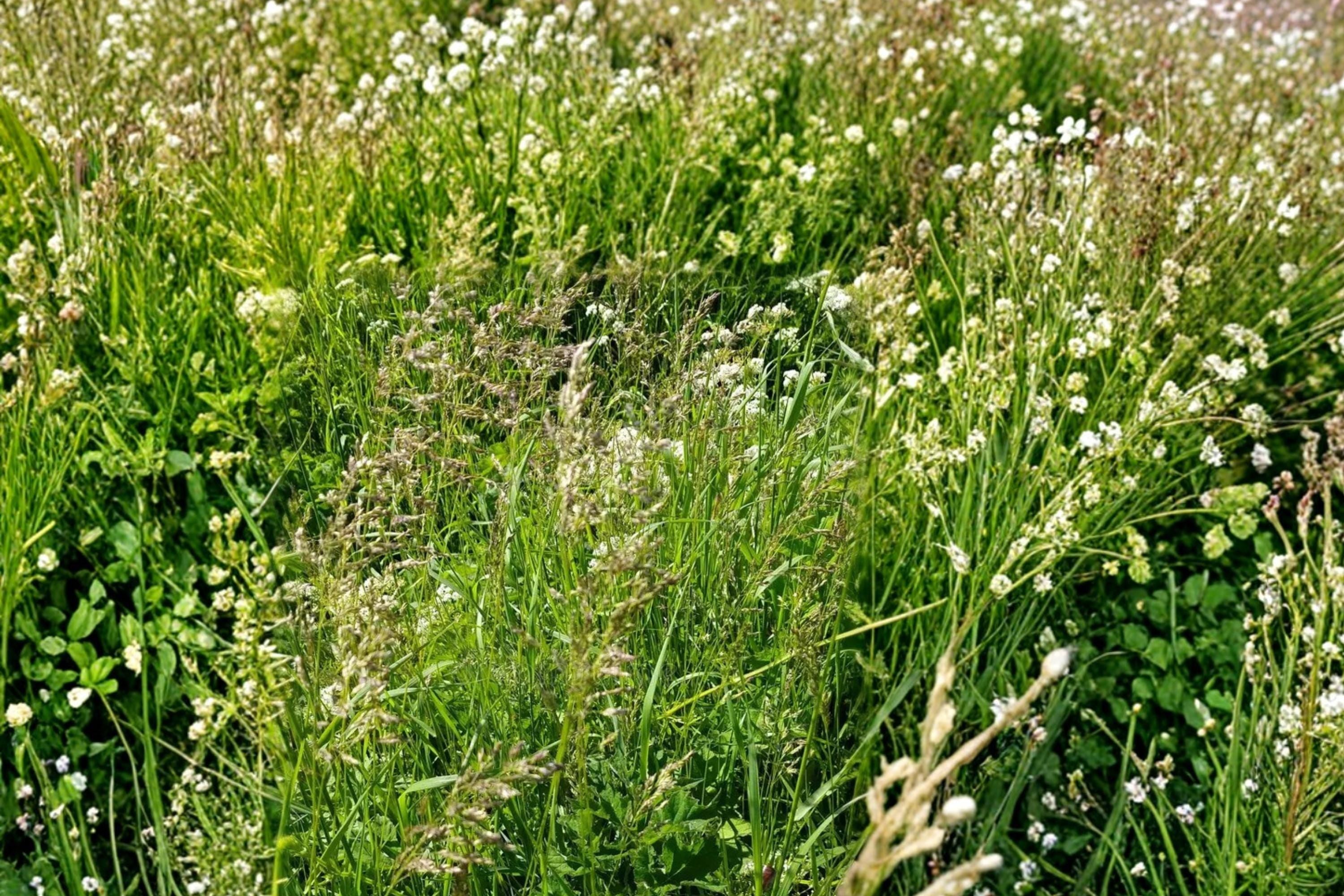 Kentucky Bluegrass Seeds 100 Pack – Poa pratensis, Cool-Season Turf Grass for Lawns & Landscaping