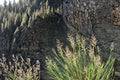 Creeping Bentgrass Seeds 100 Pack – Agrostis stolonifera Cool-Season Turf Grass for Lawns & Golf Courses