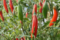 Serrano Pepper Seeds – Capsicum annuum – Spicy Fresh Chili for Salsa & Cooking, Green to Red Fruits, Hot Vegetable Seed