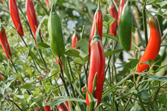 Serrano Pepper Seeds – Capsicum annuum – Spicy Fresh Chili for Salsa & Cooking, Green to Red Fruits, Hot Vegetable Seed