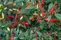 Tabasco Pepper Seeds – Capsicum frutescens – Spicy Hot Chili for Sauces & Cooking, Full Sun Vegetable Seed