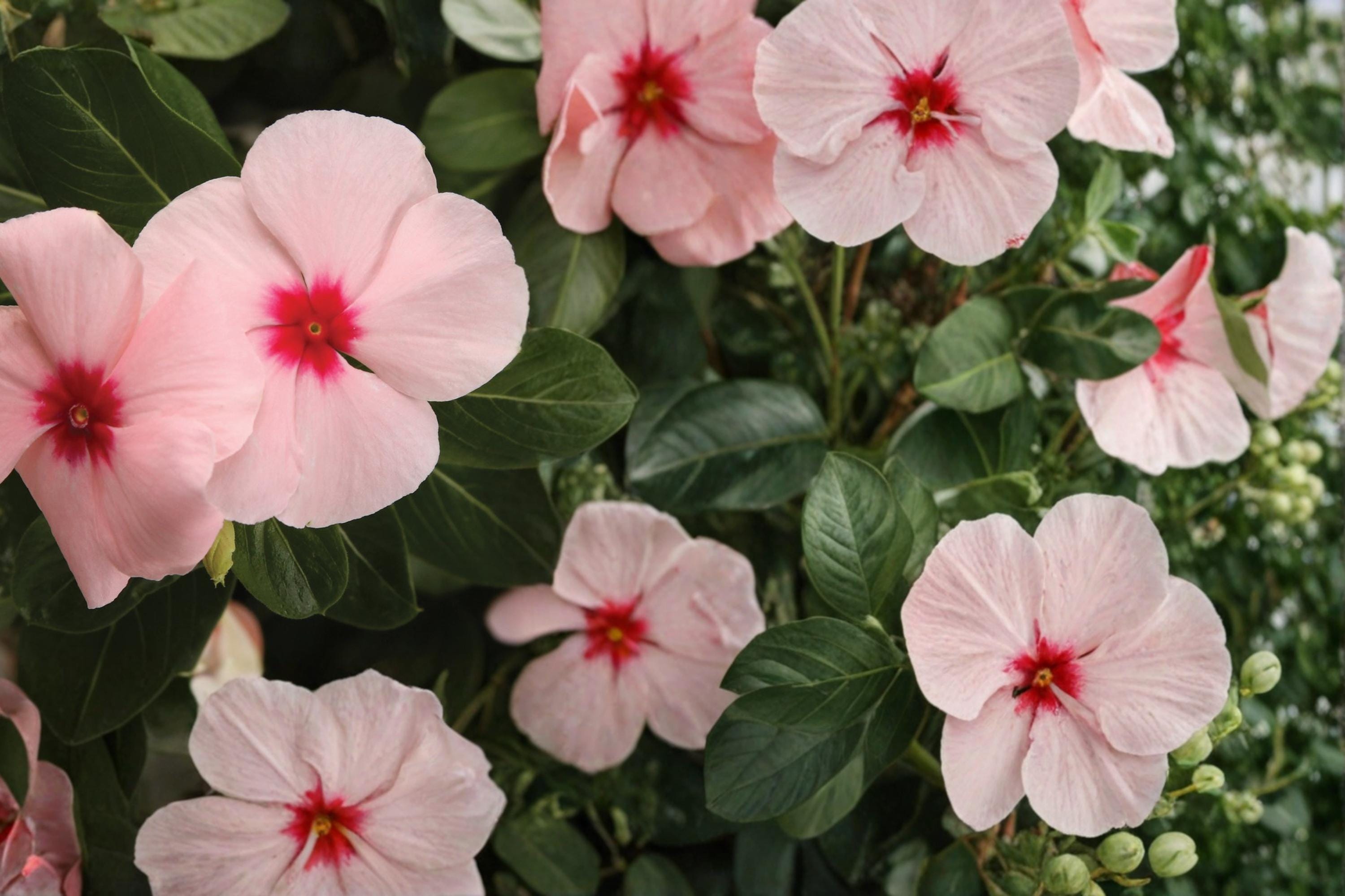 Apricot Vinca Seeds – Catharanthus roseus, Annual Flowering Plant, Heat Tolerant, Compact, Garden Bed & Container Plant
