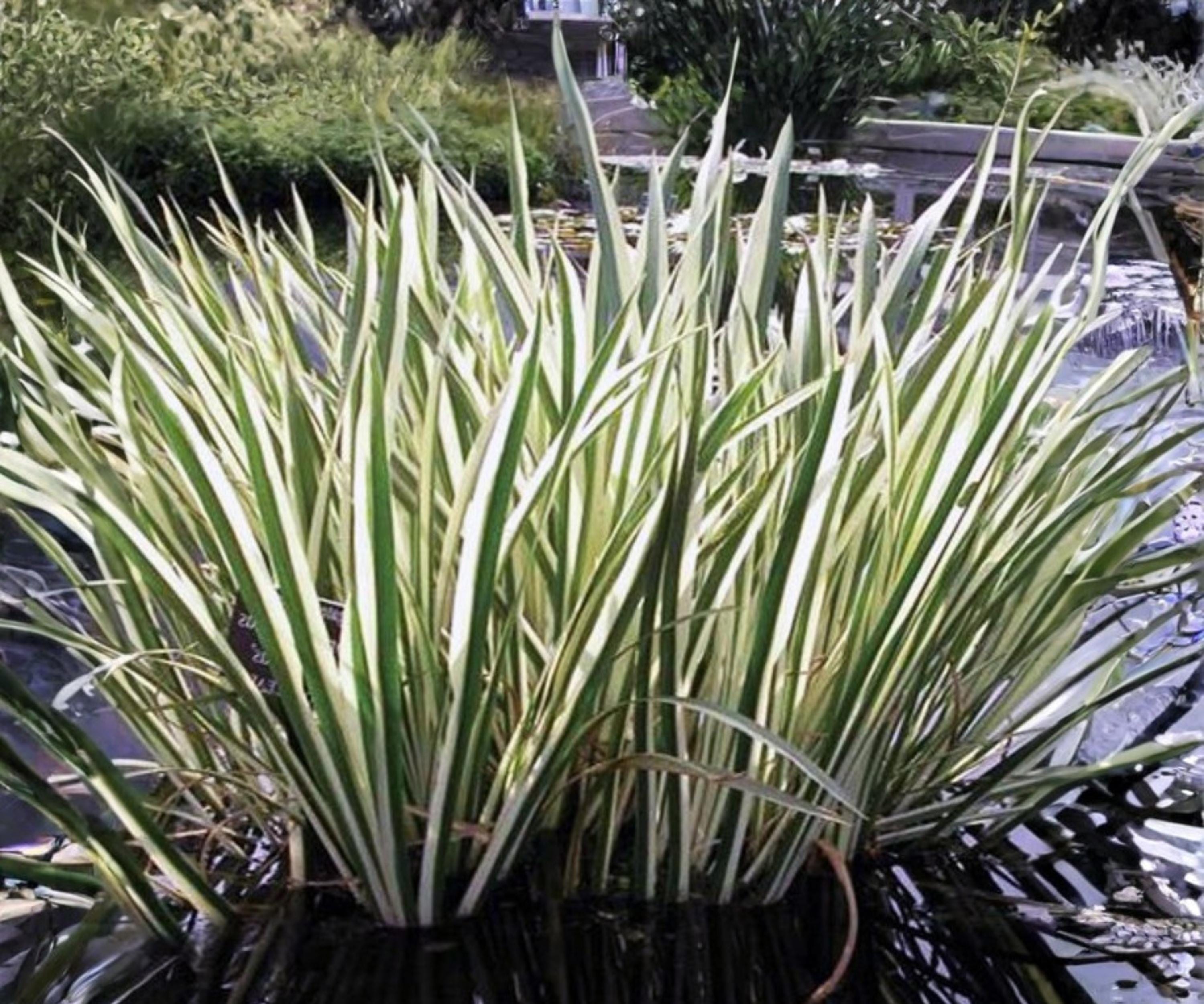 Variegated Sweet Flag Live Pond Plant – Acorus calamus ‘Variegatus’ – Hardy Marginal Aquatic Plant with Green and White Foliage