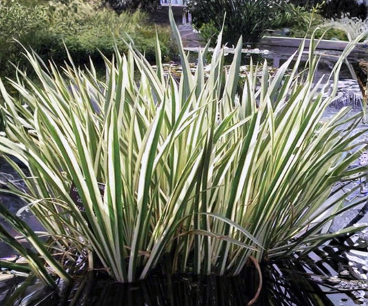 Variegated Sweet Flag Live Pond Plant – Acorus calamus ‘Variegatus’ – Hardy Marginal Aquatic Plant with Green and White Foliage