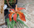 Red Iris Fulva Live Pond Plant – Hardy Aquatic Marginal Bog Flowering in Spring – Native Iris for Water Gardens & Wetlands