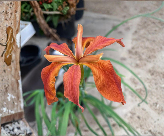Red Iris Fulva Live Pond Plant – Hardy Aquatic Marginal Bog Flowering in Spring – Native Iris for Water Gardens & Wetlands