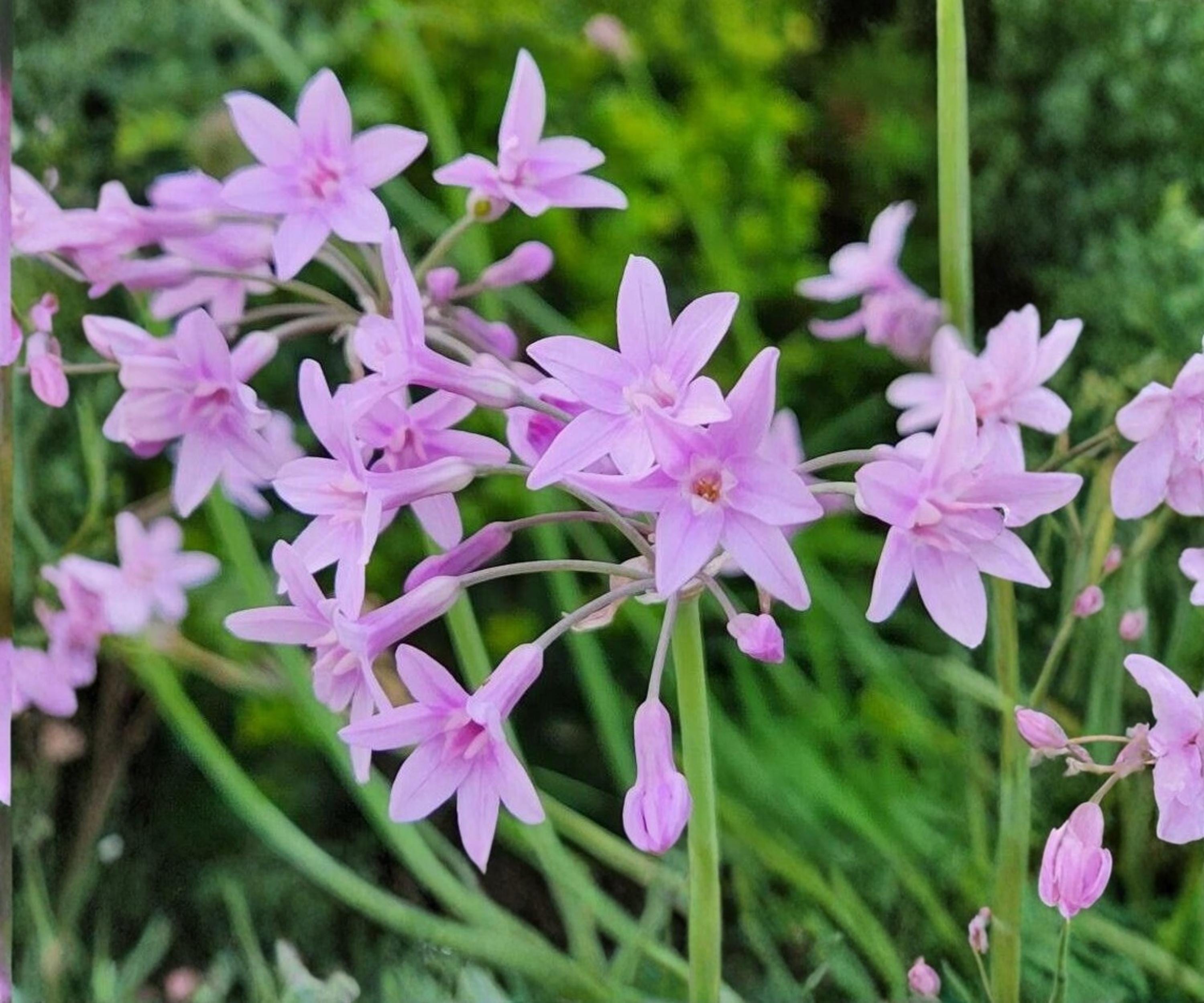 Pink Society Garlic Live Pond Plant – Tulbaghia Violacea Tropical Marginal Flower for Water Gardens & Containers
