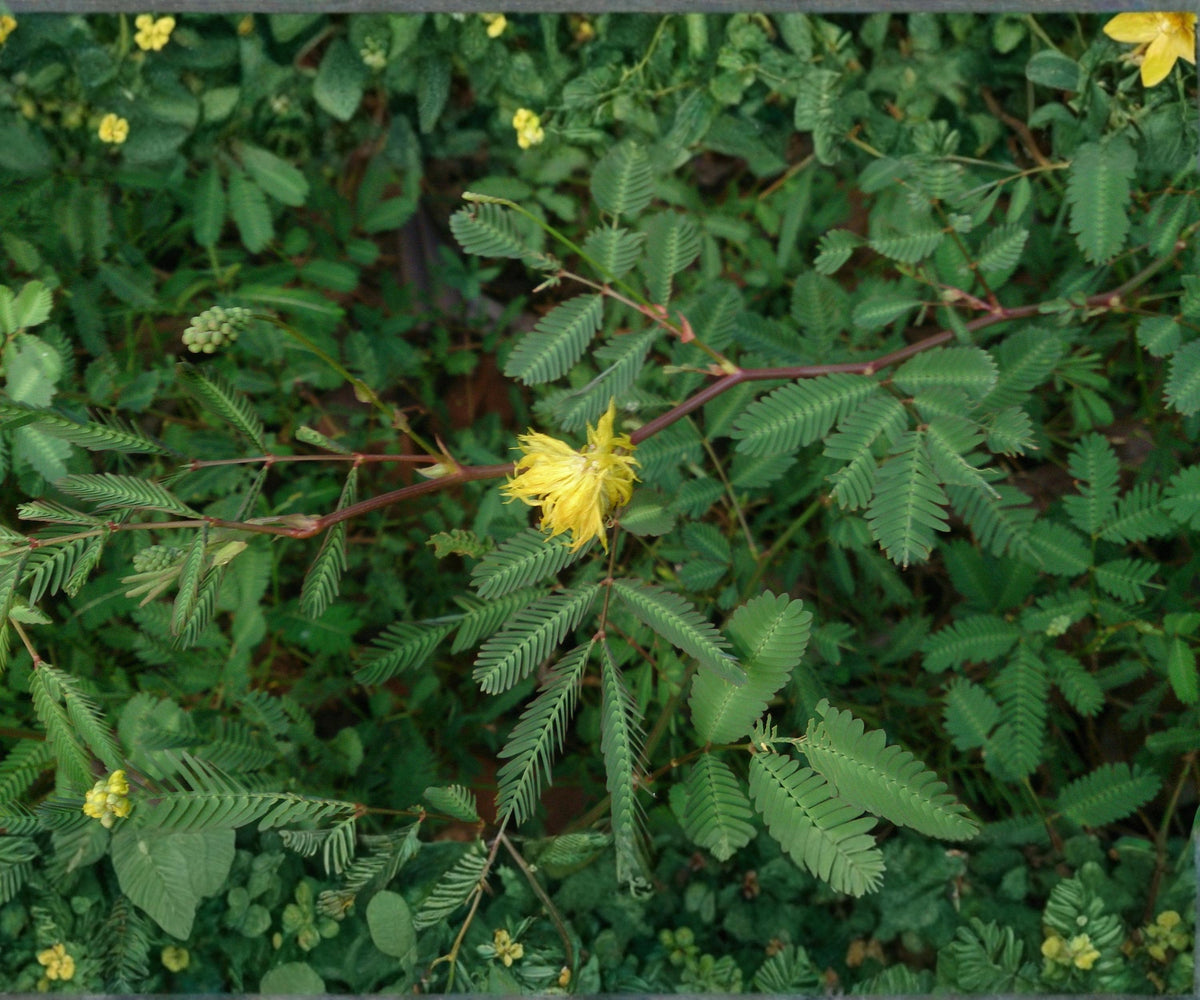 Water Mimosa Live Plant – Floating Tropical Aquatic Plant with Yellow Flowers – Neptunia oleracea