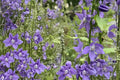 Tall Bellflower Seeds – Campanula americana, Blue Star-Shaped Flowers, Native Perennial, Woodland & Meadow Garden Plant