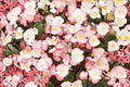 Rum Begonia Seeds – Begonia semperflorens, White Flowers with Red Edges, Annual Flowering Plant for Garden Beds & Containers