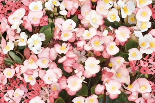 Rum Begonia Seeds – Begonia semperflorens, White Flowers with Red Edges, Annual Flowering Plant for Garden Beds & Containers