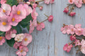Light Pink Begonia Seeds – Begonia semperflorens, Fibrous-rooted Annual Flowering Plant, Pink Blooms, Compact, Garden & Container