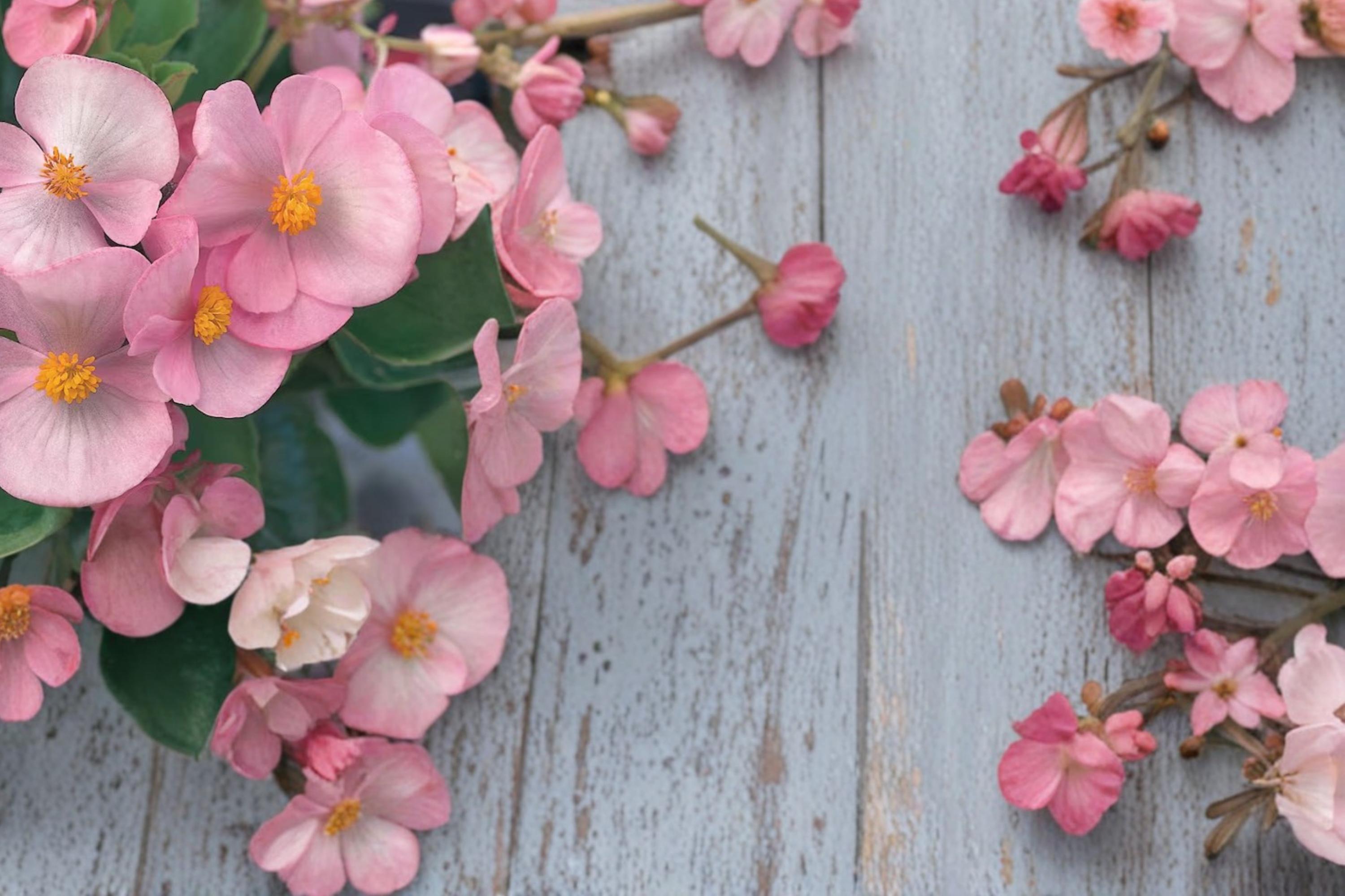 Light Pink Begonia Seeds – Begonia semperflorens, Fibrous-rooted Annual Flowering Plant, Pink Blooms, Compact, Garden & Container
