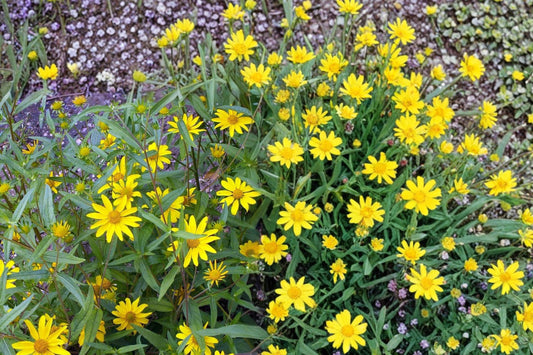 Showy Goldeneye Seeds – Heliomeris multiflora Perennial Wildflower with Bright Yellow Daisy-Like Blooms