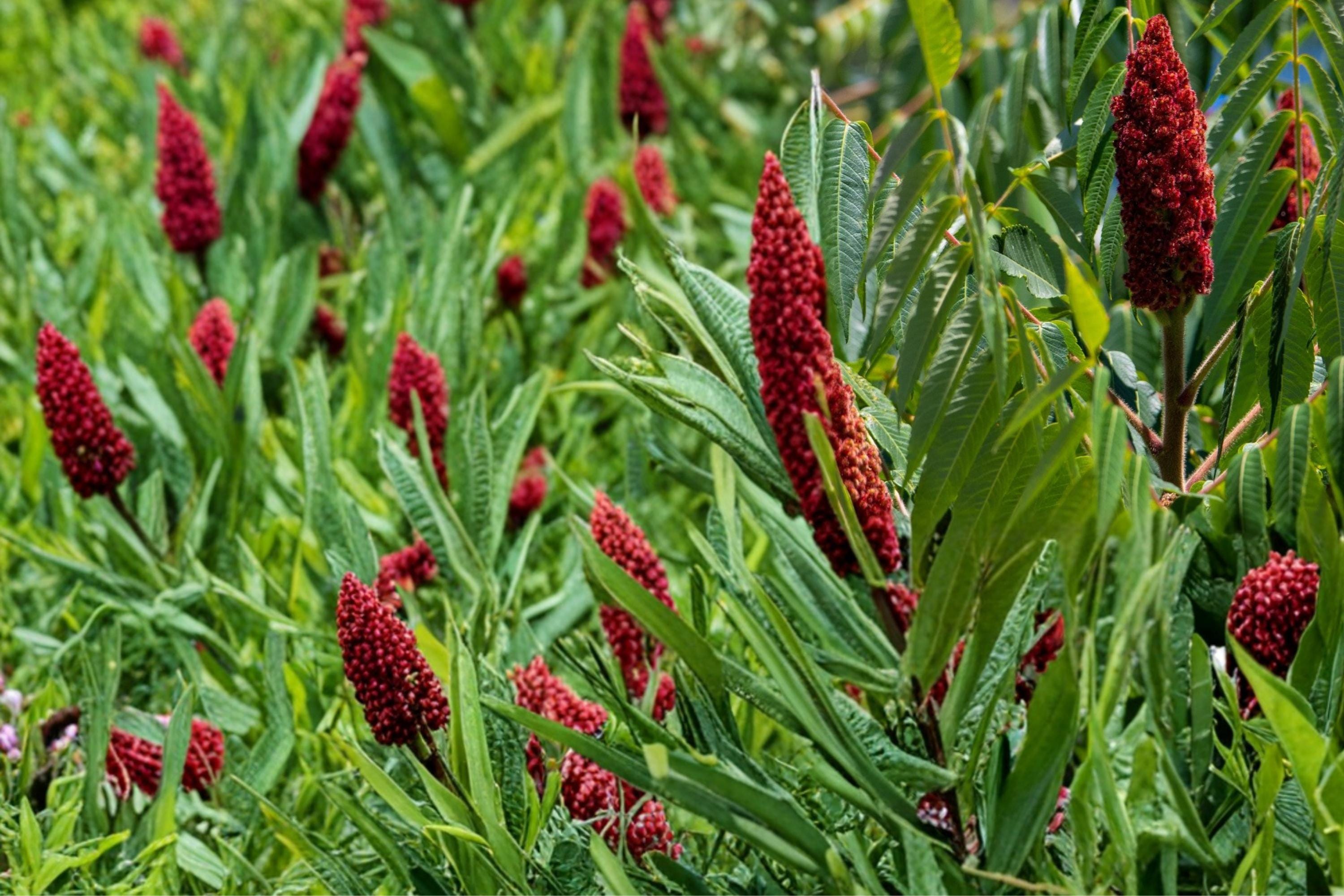 Smooth Sumac Seeds – Rhus glabra Native Shrub for Landscaping & Restoration