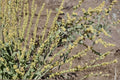 Shadscale Saltbush Seeds – Atriplex confertifolia, Drought Tolerant Desert Shrub for Arid Landscapes
