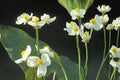 Common Arrowhead Seeds – Sagittaria latifolia – Aquatic Perennial with White Flowers for Ponds & Wetlands