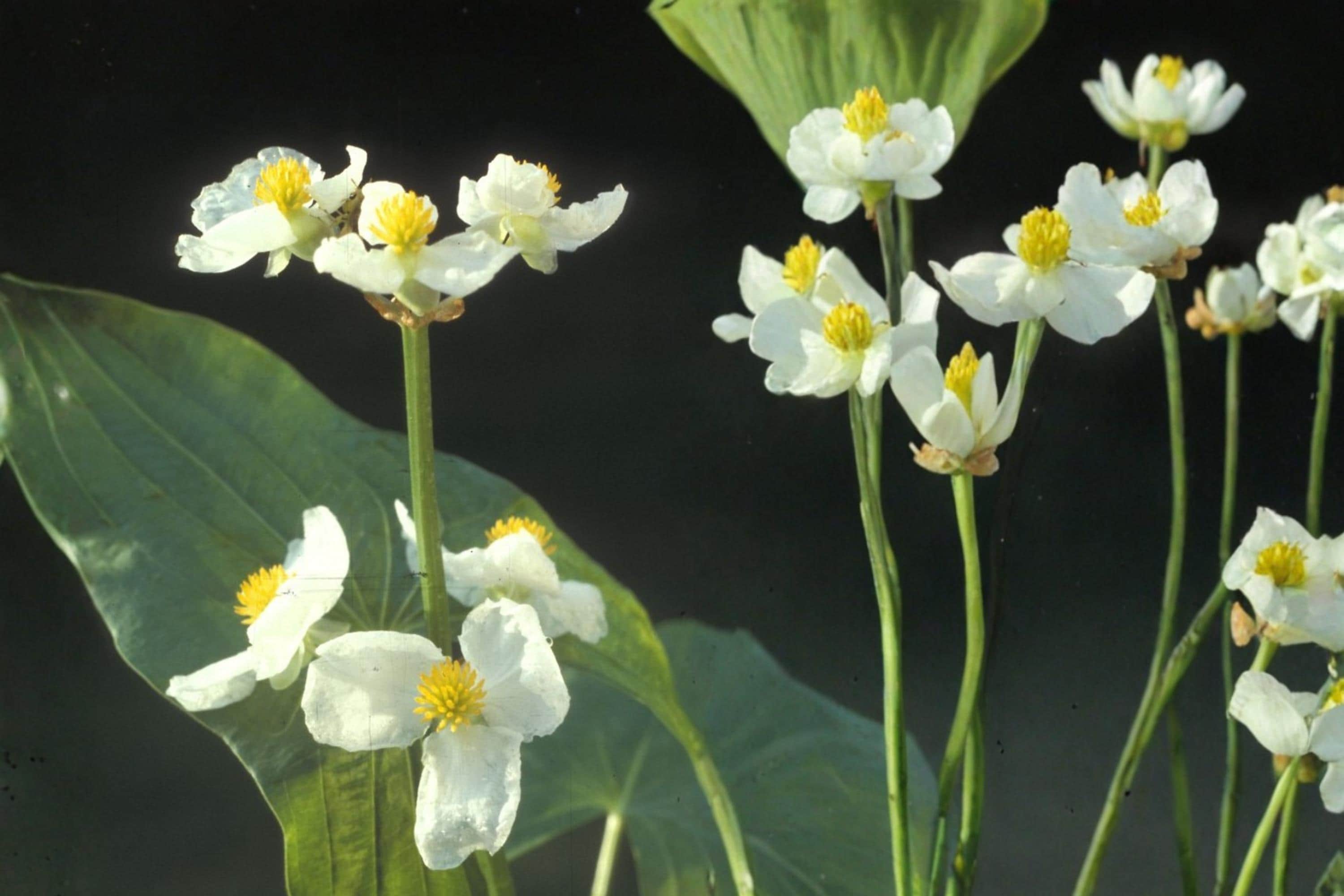 Common Arrowhead Seeds – Sagittaria latifolia – Aquatic Perennial with White Flowers for Ponds & Wetlands