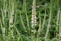 Culver's Root Seeds – Veronicastrum virginicum – Native Perennial with White to Pale Lavender Flower Spikes – Meadow and Pollinator Garden Plant