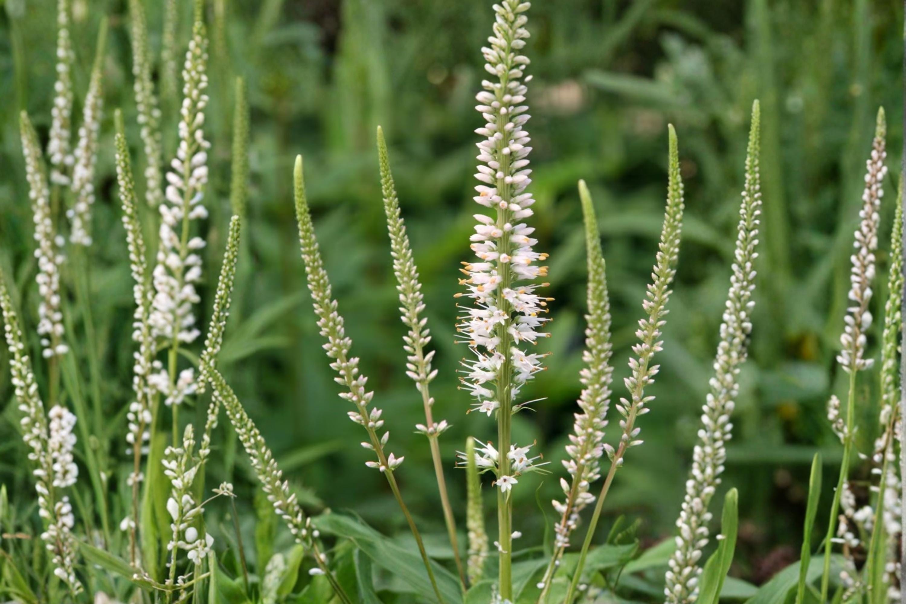 Culver's Root Seeds – Veronicastrum virginicum – Native Perennial with White to Pale Lavender Flower Spikes – Meadow and Pollinator Garden Plant