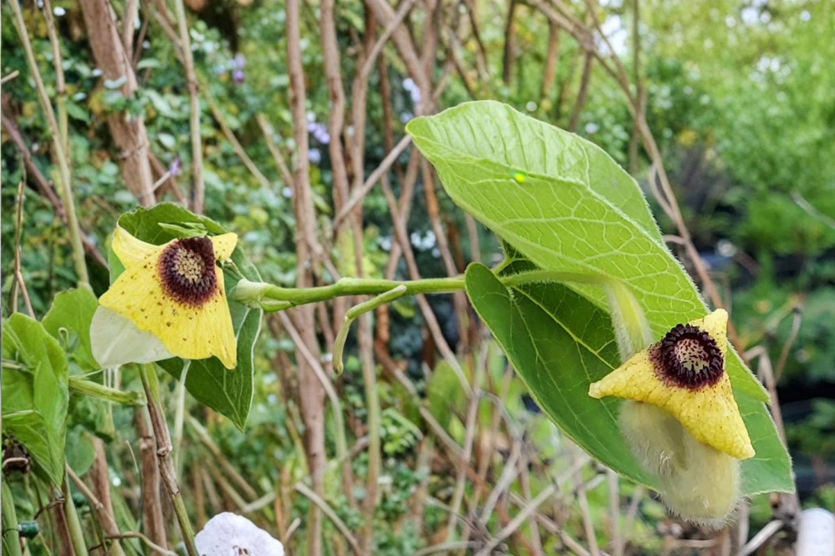 Woolly Dutchman's Pipevine Seeds – Aristolochia tomentosa – Climbing Vine with Heart-Shaped Leaves & Pipe-Shaped Flowers