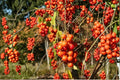 American Bittersweet Seeds – Climbing Woody Vine with Orange Berries, Celastrus scandens, Native Garden Plant