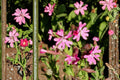 Nodding Catchfly Seeds, Silene pendula, Pink Flowers, Herbaceous Annual, Compact, Border & Container Plant, 100 Seeds