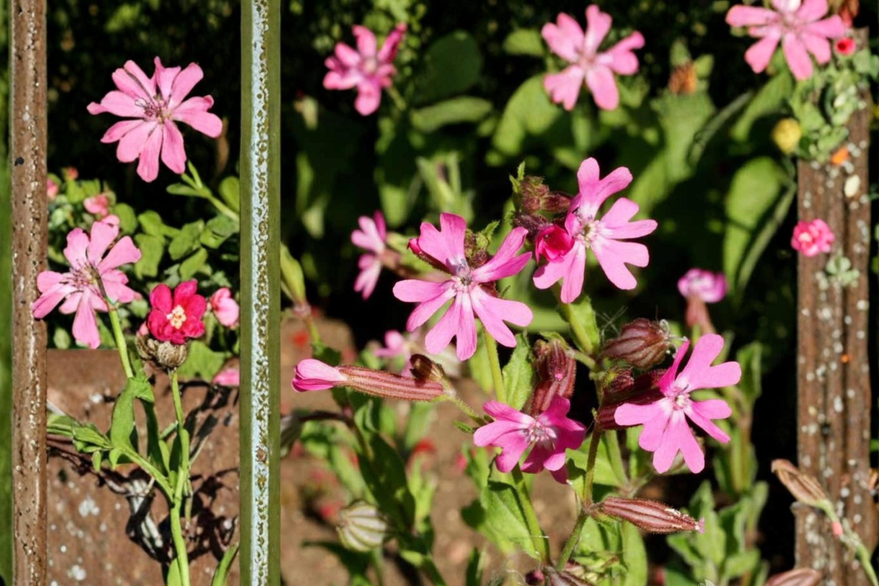 Nodding Catchfly Seeds, Silene pendula, Pink Flowers, Herbaceous Annual, Compact, Border & Container Plant, 100 Seeds