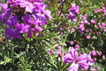 Moss Verbena Seeds 100 Pack – Verbena tenuisecta Purple Flower Groundcover, Drought Tolerant, Full Sun, Herbaceous Perennial