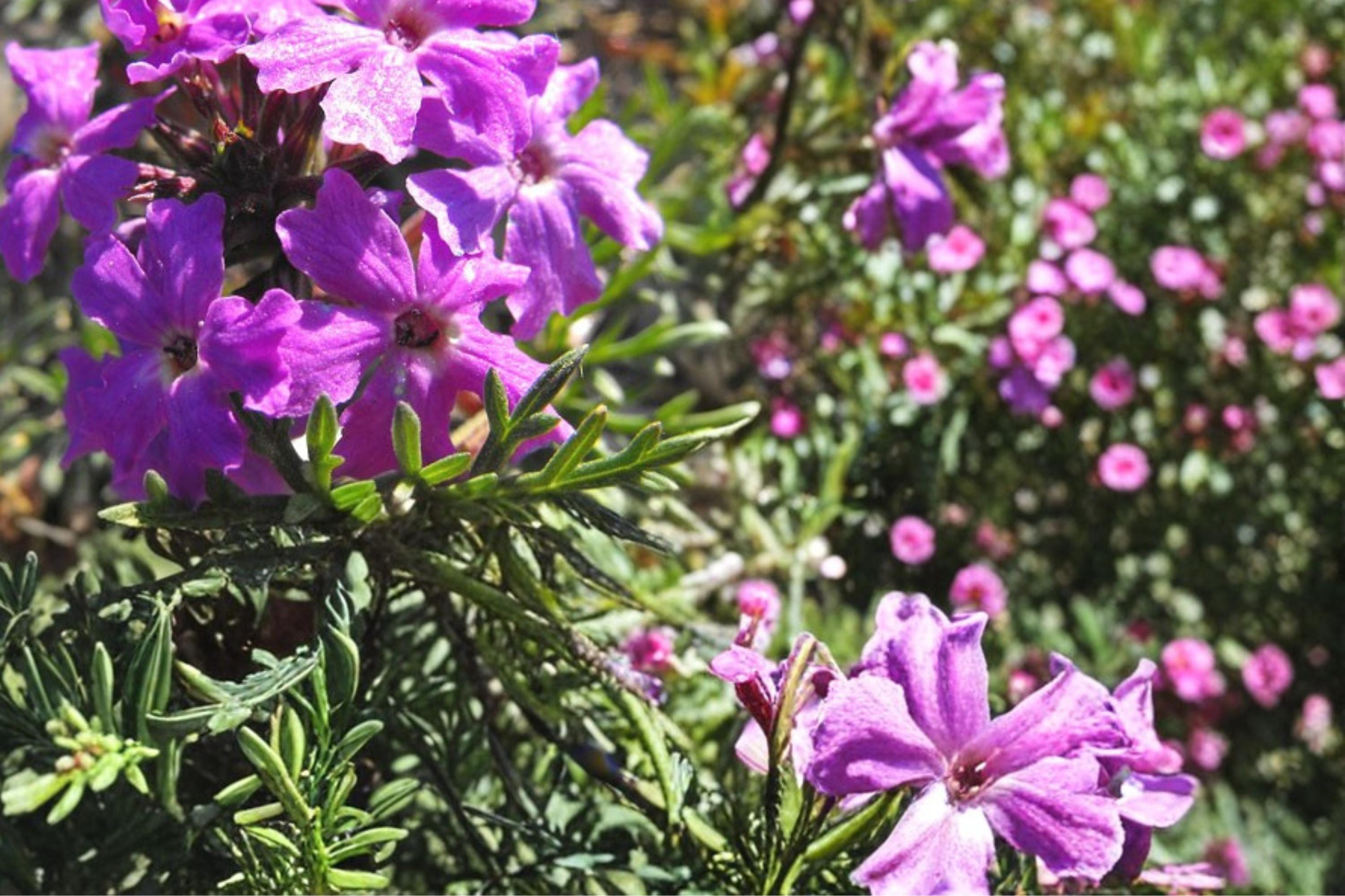 Moss Verbena Seeds 100 Pack – Verbena tenuisecta Purple Flower Groundcover, Drought Tolerant, Full Sun, Herbaceous Perennial