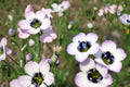 Bird's Eyes Seeds, Gilia tricolor, Wildflower Annual, Tricolor Blue Purple White Flowers, 100 Seeds