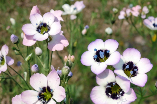 Bird's Eyes Seeds, Gilia tricolor, Wildflower Annual, Tricolor Blue Purple White Flowers, 100 Seeds